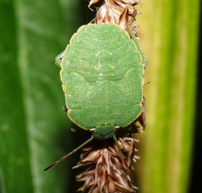 Pentatomidae: ninfa di Palomena prasina della Toscana (LI)